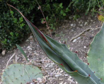 Palmaris Agave gigantensis 