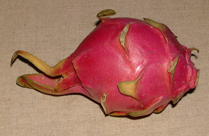 Pépinière Palmaris Hylocereus undatus Pitaya rose