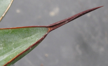 Pépinière Palmaris Agave victoriae-reginae X Agave obscura xalapensis