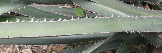 Pépinière Palmaris Agave albomarginata