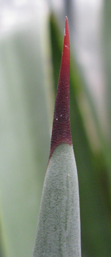 Palmaris Agave americana oaxacensis