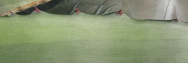 Pépinière Palmaris Agave americana marginata pallida pallida