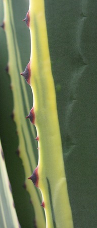 Palmaris Agave americana marginata