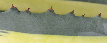 Pépinière Palmaris Agave americana cv mediopicta aurea