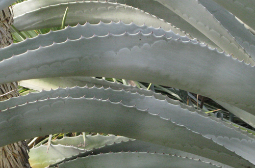 Pépinière Palmaris Agave americana protoamericana