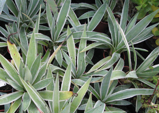 Palmaris Agave angustifolia marginata
