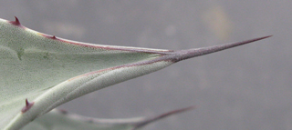 Pépinière Palmaris Agave asperrima X salmiana crassispina