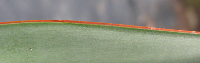 Pépinière Palmaris Agave attenuata compacta