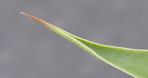 Pépinière Palmaris Agave attenuata mediopicta pallida "Karra's stripes"