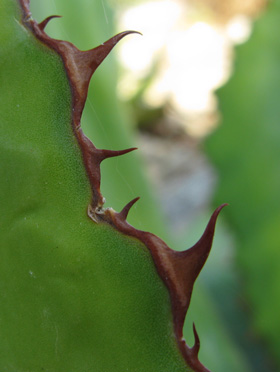 Palmaris Agave bovicornuta