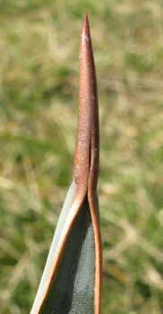 Pépinière PALMARIS Agave chrysoglossa