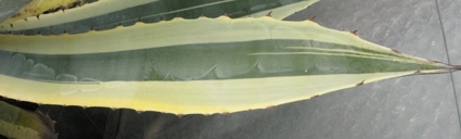 Pépinière Palmaris Agave cordillerensis marginata
