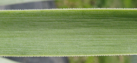 Pépinière Palmaris Agave dasylirioides