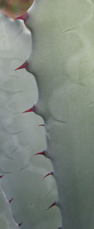 Pépinière Palmaris Agave durangensis 