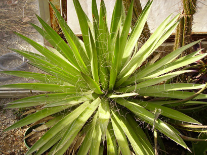 Palmaris Agave filifera Cactuseraie