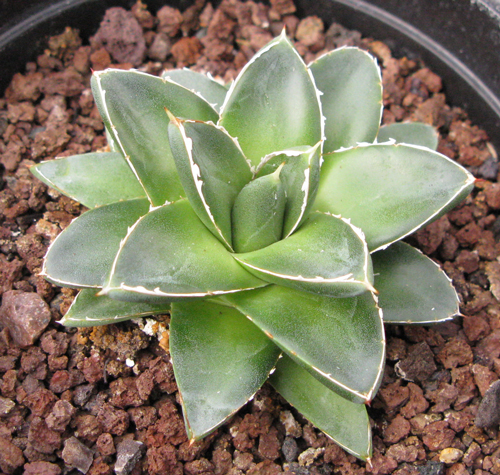 Pépinière Palmaris Agave filifera compacta