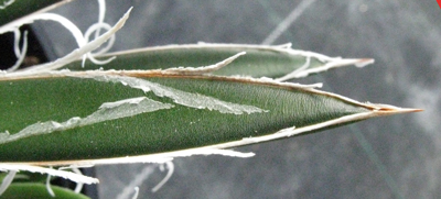 Pépinière Palmaris Agave filifera microceps