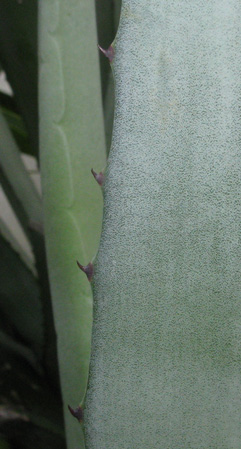 Palmaris Agave fourcroydes