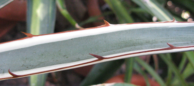 Pépinière Palmaris Agave funkiana albomarginata