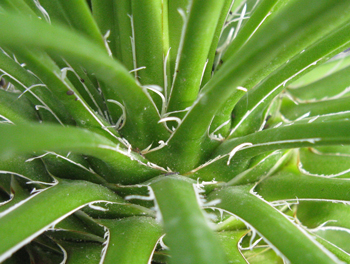 Pépinière Palmaris Agave geminiflora atricha