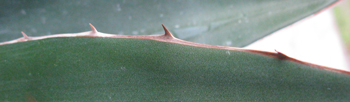Pépinière Palmaris Agave ghiesbreghtii leguana