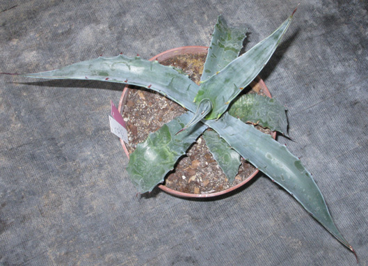Palmaris Agave gigantensis 