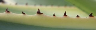 Pépinière Palmaris Agave guiengola marginata "Crême brûlée"