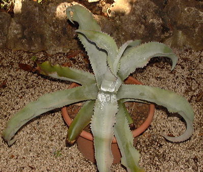 Palmaris Agave gypsophila Navarro