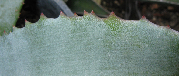 Palmaris Agave gypsophila forme bleue