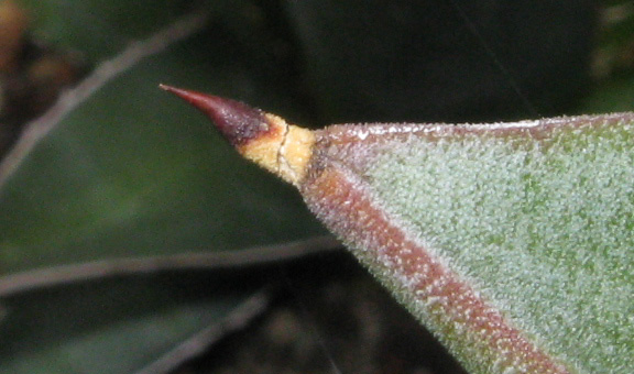 Palmaris Agave gypsophila forme bleue