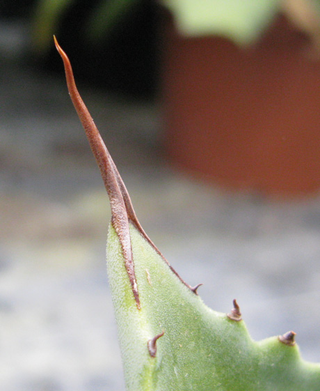 Pépinière Palmaris Agave hiemiflora 