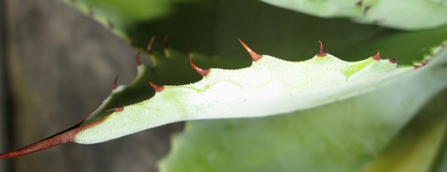 Pépinière Palmaris Agave hiemiflora 