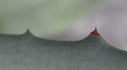 Pépinière Palmaris Agave neglecta spinosa