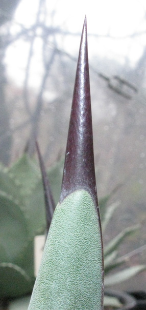 Palmaris Agave nigra