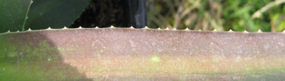 Pépinière Palmaris Agave nizandensis