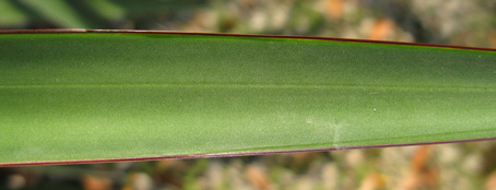 Palmaris Agave ocahui longifolia