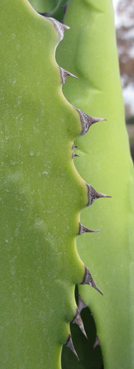 Palmaris Agave oroensis