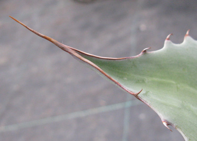 Palmaris Agave ovatifolia
