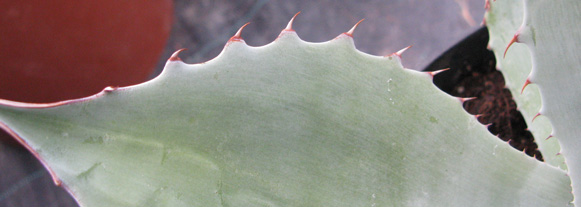 Palmaris Agave ovatifolia