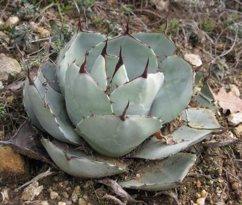 Pépinière Palmaris Agave parryi truncata "huntington" Cactuseraie