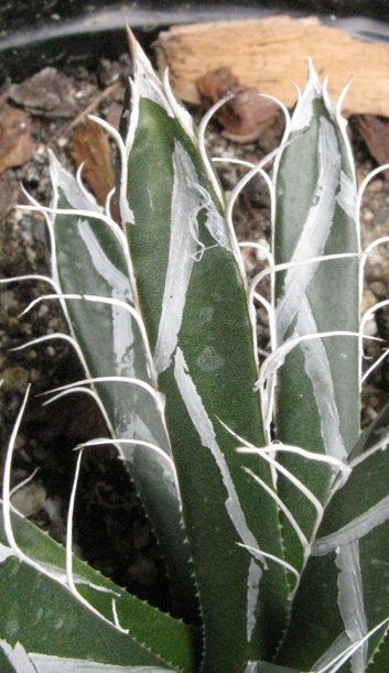 Palmaris Agave parviflora