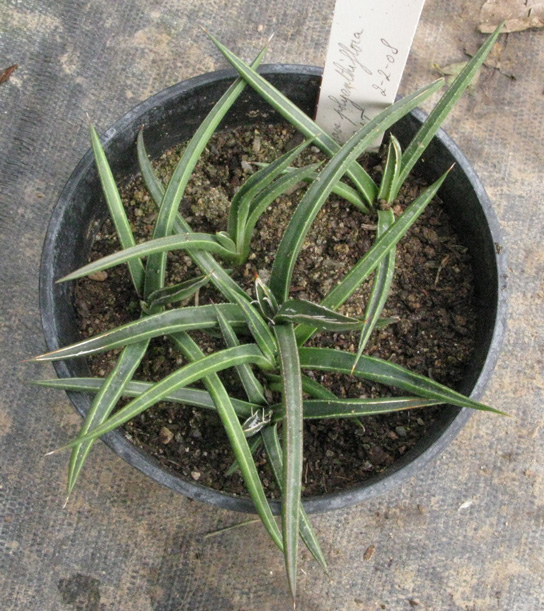 Palmaris Agave polianthiflora