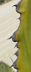 Pépinière Palmaris Agave salmiana crassispina marginata Van der Meer