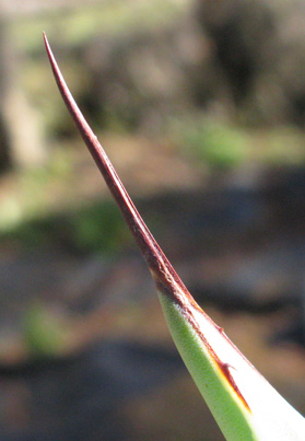 Palmaris Agave salmiana crassispina marginata