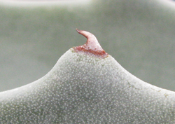 Pépinière Palmaris Agave sobria frailensis