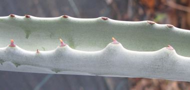 Pépinière Palmaris Agave sobria frailensis