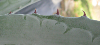Pépinière Palmaris Agave sobria roseana