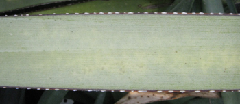 Pépinière Palmaris Agave stricta X filifera multifilifera