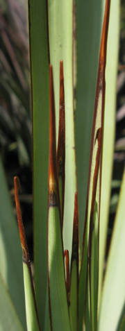 Pépinière palmaris Agave stricta X filifera multifilifera