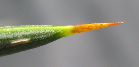 Pépinière Palmaris Agave tenuifolia